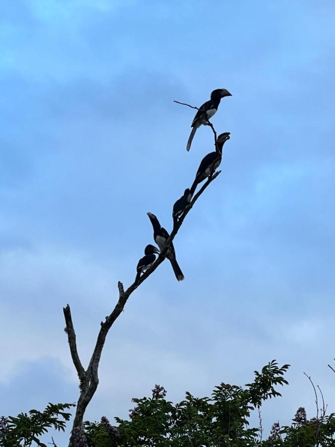 Whalesong Guest House Saint Lucia Estuary Esterno foto