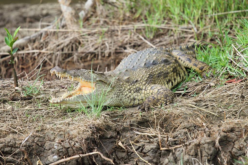 Whalesong Guest House Saint Lucia Estuary Esterno foto